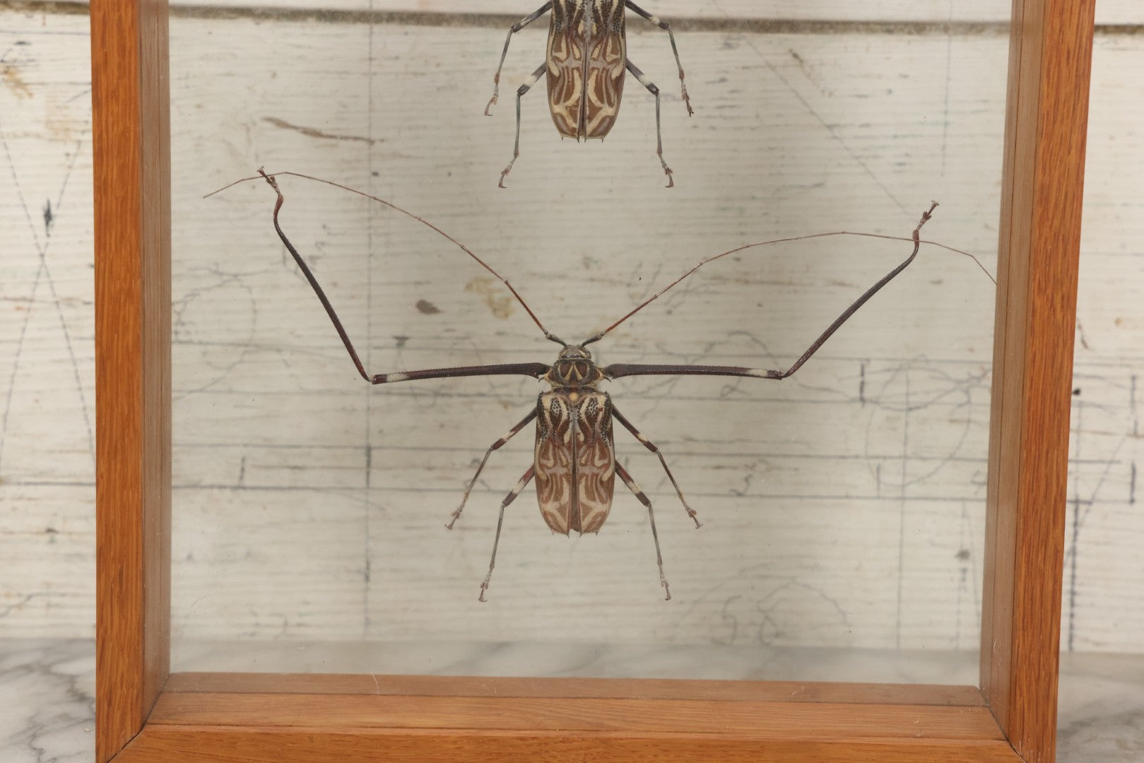 Lot 033 - Modern Double-Glass Shadow Box Display With Pair Of Acrocinus Longimanus (Harlequin Beetles), Male And Female, Peru, Circa 2000, 11-1/8" x 13-1/8"