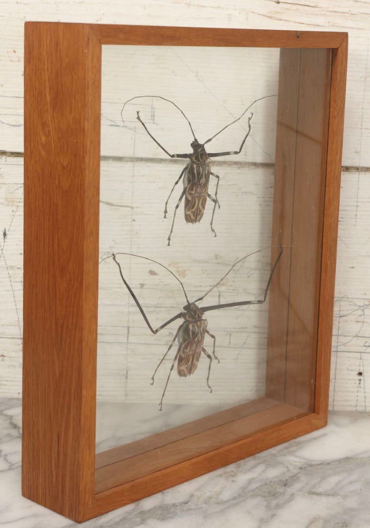 Lot 033 - Modern Double-Glass Shadow Box Display With Pair Of Acrocinus Longimanus (Harlequin Beetles), Male And Female, Peru, Circa 2000, 11-1/8" x 13-1/8"