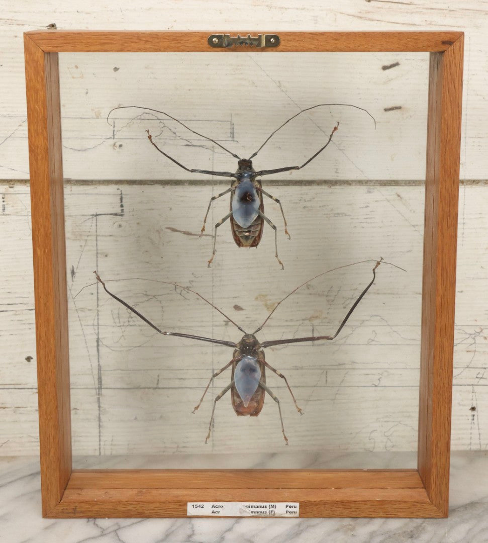 Lot 033 - Modern Double-Glass Shadow Box Display With Pair Of Acrocinus Longimanus (Harlequin Beetles), Male And Female, Peru, Circa 2000, 11-1/8" x 13-1/8"