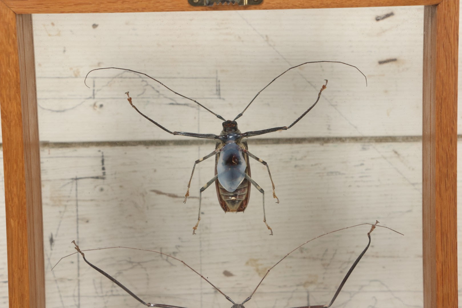 Lot 033 - Modern Double-Glass Shadow Box Display With Pair Of Acrocinus Longimanus (Harlequin Beetles), Male And Female, Peru, Circa 2000, 11-1/8" x 13-1/8"