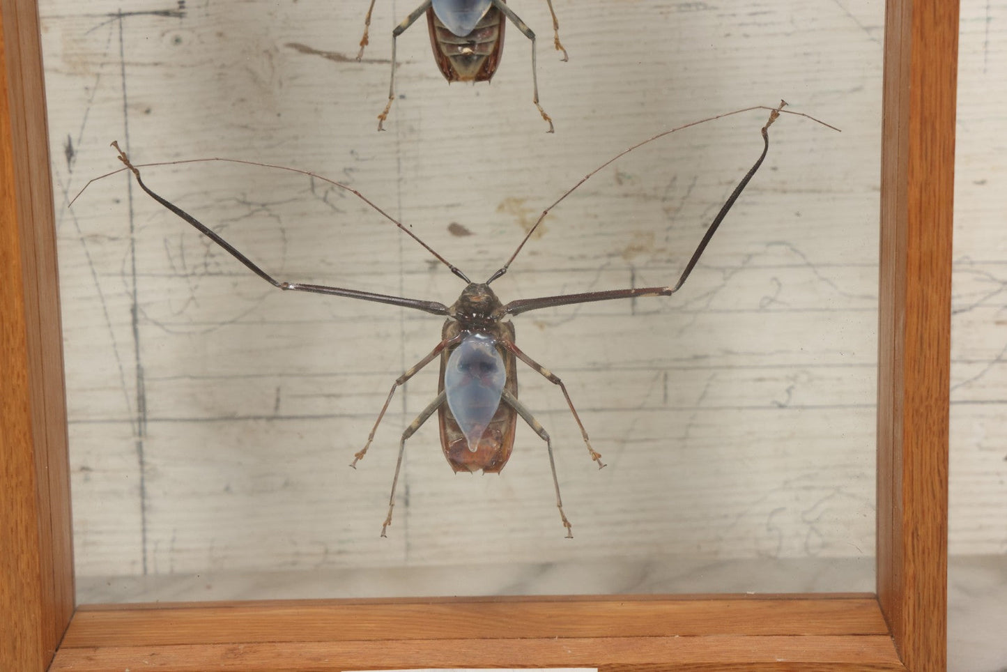 Lot 033 - Modern Double-Glass Shadow Box Display With Pair Of Acrocinus Longimanus (Harlequin Beetles), Male And Female, Peru, Circa 2000, 11-1/8" x 13-1/8"