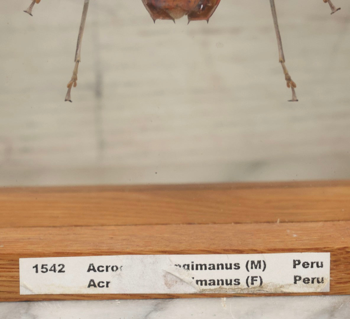 Lot 033 - Modern Double-Glass Shadow Box Display With Pair Of Acrocinus Longimanus (Harlequin Beetles), Male And Female, Peru, Circa 2000, 11-1/8" x 13-1/8"