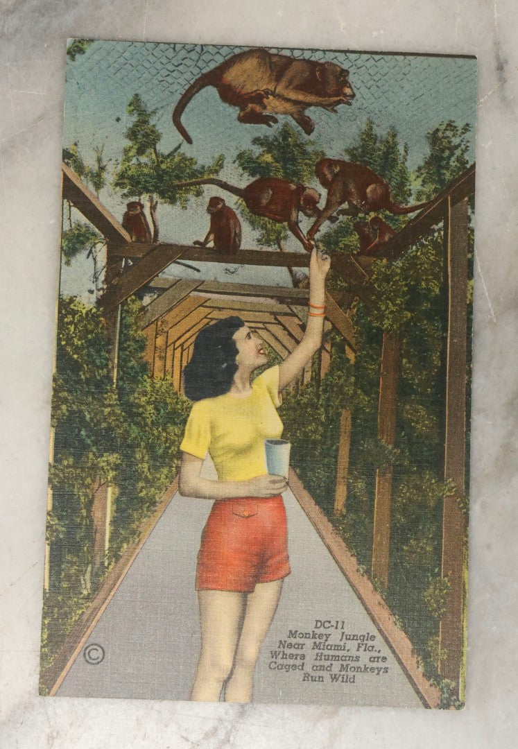Lot 248 - Grouping Of Four Vintage Florida Linen Postcards Featuring Women, Parrots, And Tropical Scenes