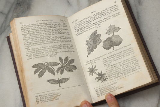 Lot 315 - "Botany For Beginners: An Introduction To Mrs. Lincoln's Lectures On Botany" Antique Illustrated Educational Book By Mrs. Phelps, Published By F.J. Huntington & Co., New York, 1842