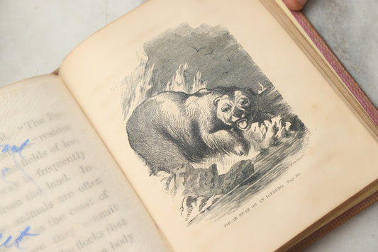 Lot 323 - "Georgey's Menagerie, Volume V: The Bear" Antique Illustrated Children's Book By Mrs. Madeline Leslie, Published By Graves And Young, Boston, 1864