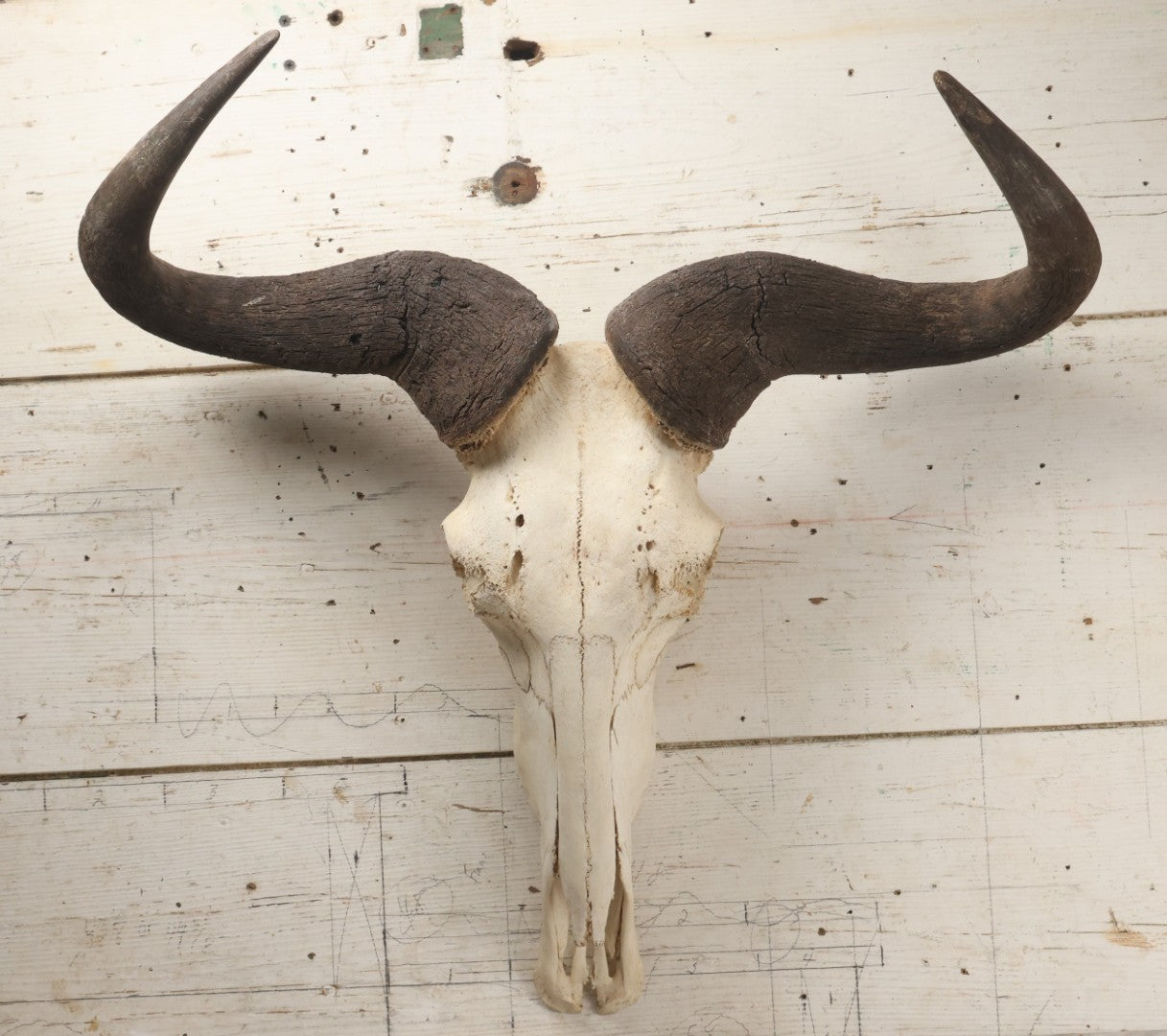 Lot 007 - Vintage Black Wildebeest Skull With Horns, 27-1/2" L
