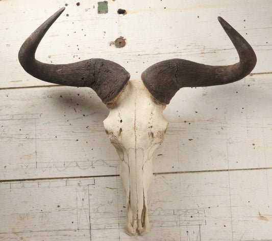 Lot 007 - Vintage Black Wildebeest Skull With Horns, 27-1/2" L