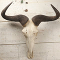 Lot 007 - Vintage Black Wildebeest Skull With Horns, 27-1/2" L