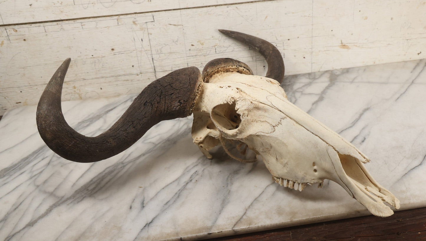 Lot 007 - Vintage Black Wildebeest Skull With Horns, 27-1/2" L