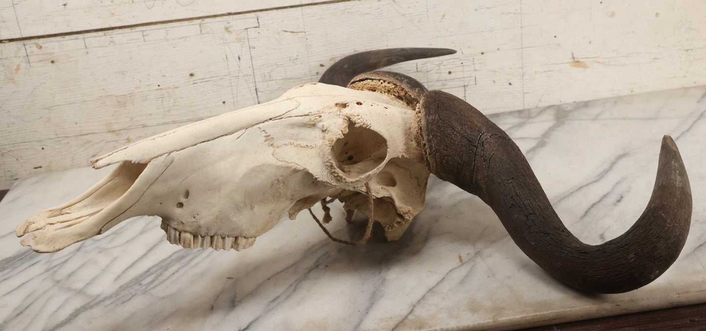 Lot 007 - Vintage Black Wildebeest Skull With Horns, 27-1/2" L