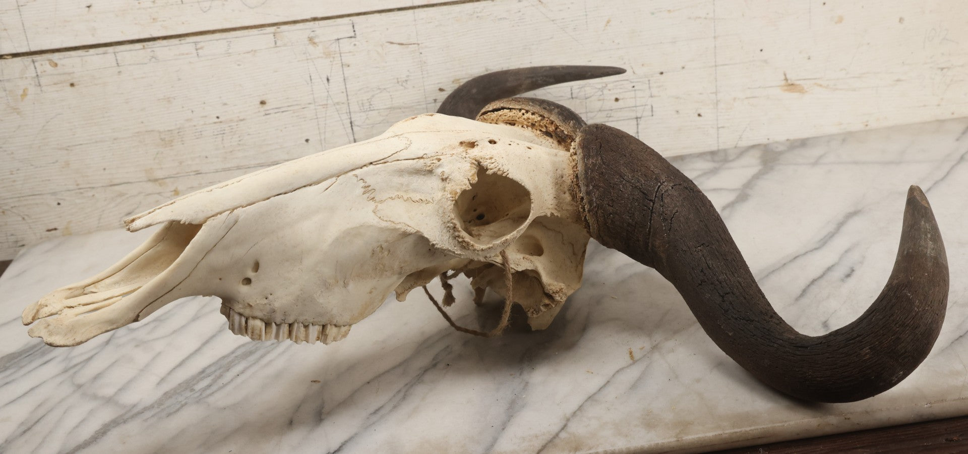 Lot 007 - Vintage Black Wildebeest Skull With Horns, 27-1/2" L