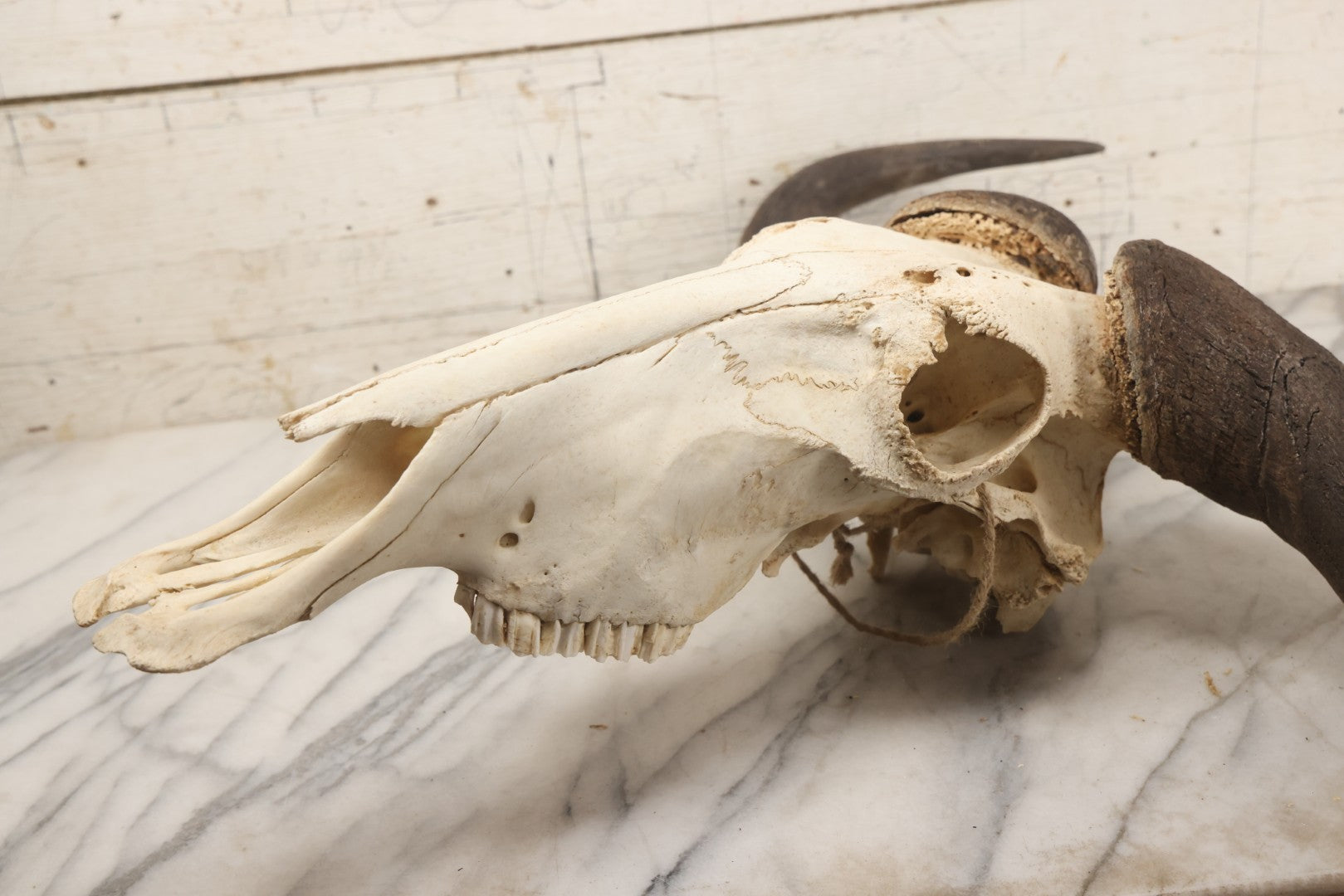 Lot 007 - Vintage Black Wildebeest Skull With Horns, 27-1/2" L
