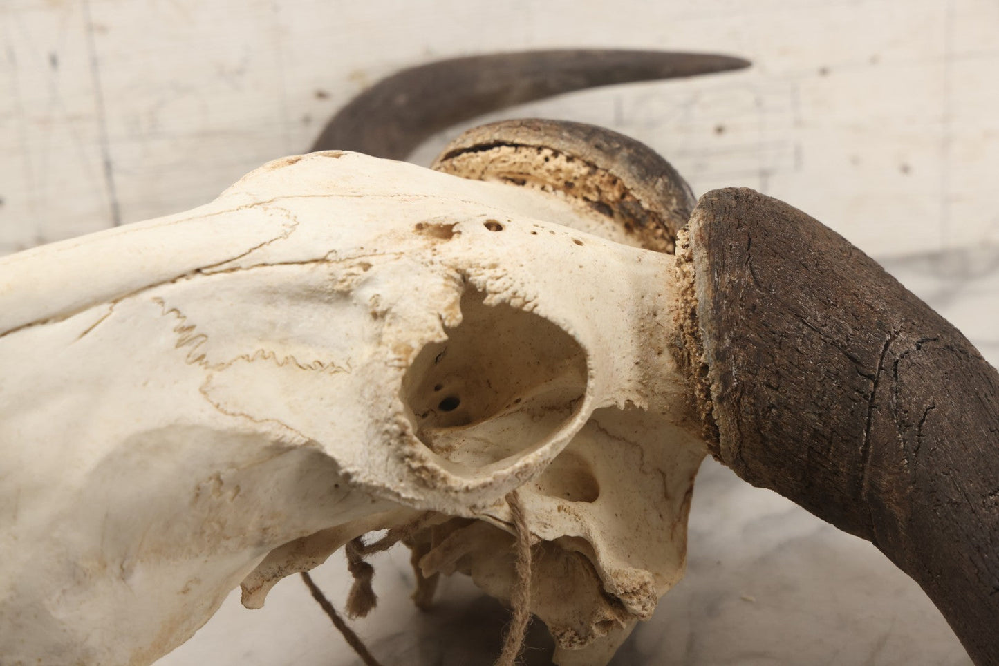 Lot 007 - Vintage Black Wildebeest Skull With Horns, 27-1/2" L