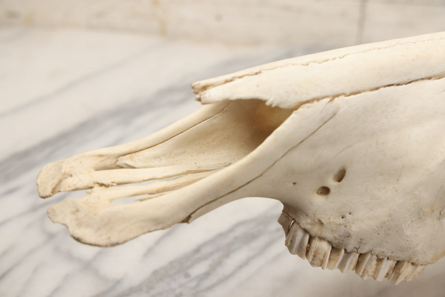 Lot 007 - Vintage Black Wildebeest Skull With Horns, 27-1/2" L