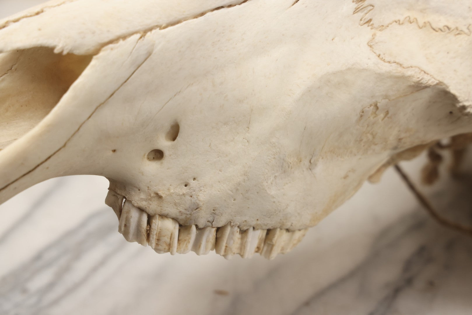 Lot 007 - Vintage Black Wildebeest Skull With Horns, 27-1/2" L