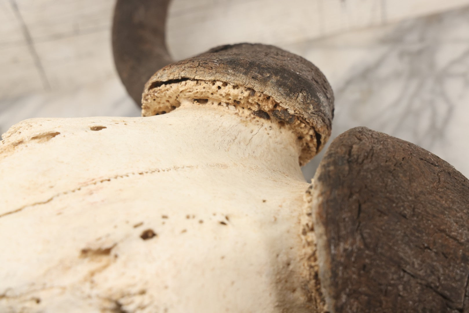 Lot 007 - Vintage Black Wildebeest Skull With Horns, 27-1/2" L