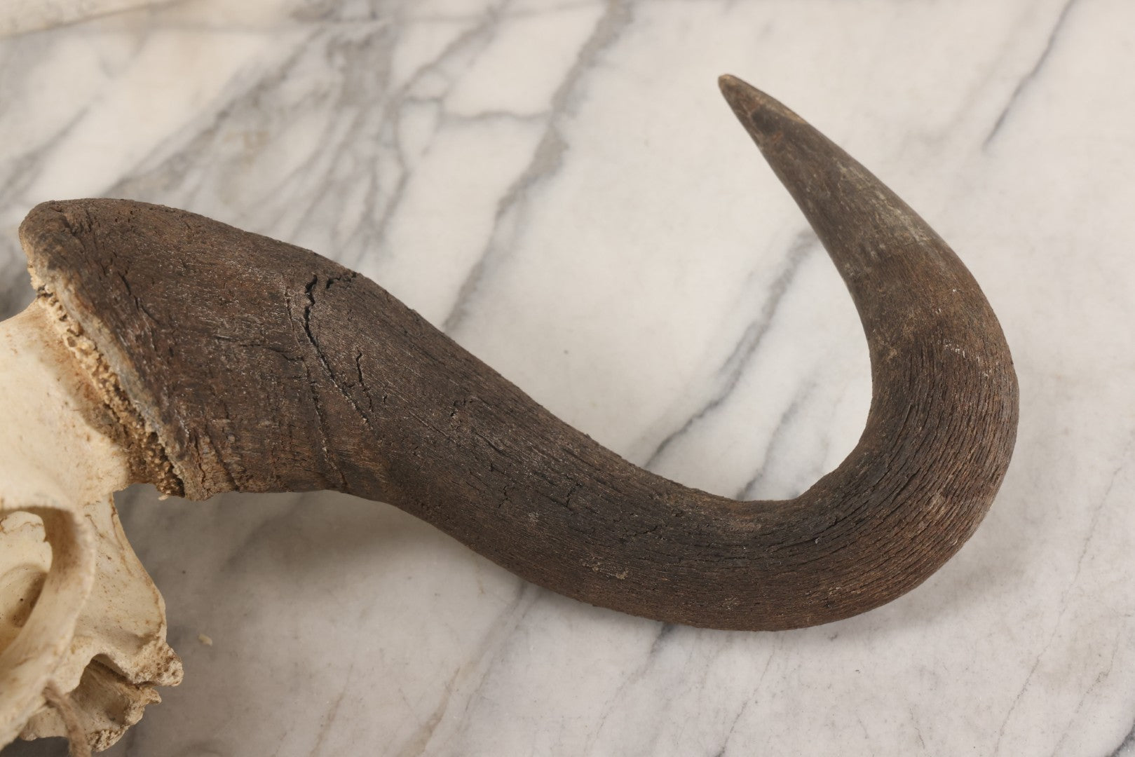Lot 007 - Vintage Black Wildebeest Skull With Horns, 27-1/2" L