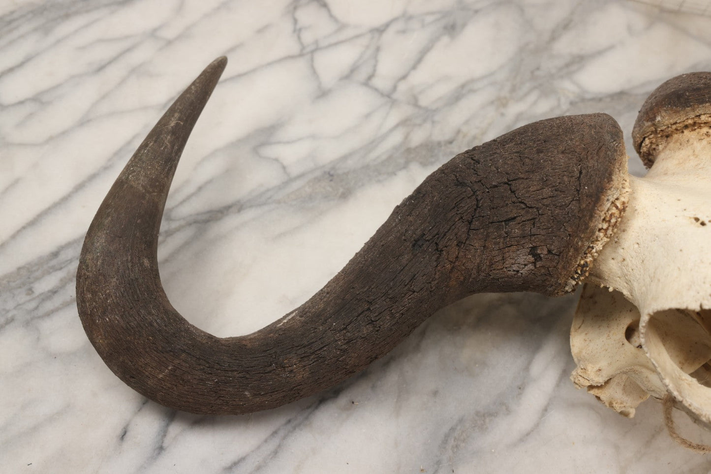 Lot 007 - Vintage Black Wildebeest Skull With Horns, 27-1/2" L