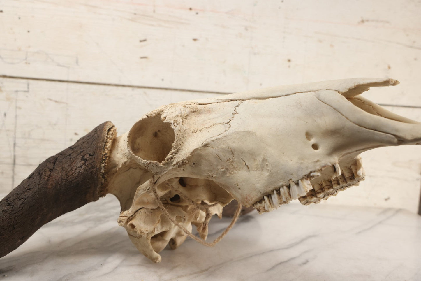 Lot 007 - Vintage Black Wildebeest Skull With Horns, 27-1/2" L