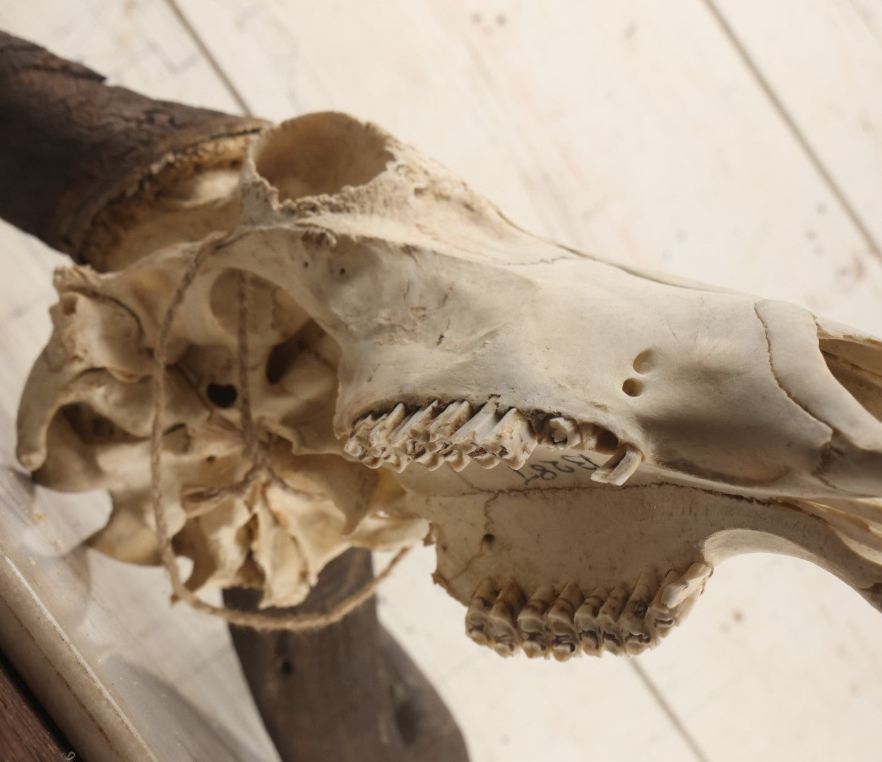 Lot 007 - Vintage Black Wildebeest Skull With Horns, 27-1/2" L