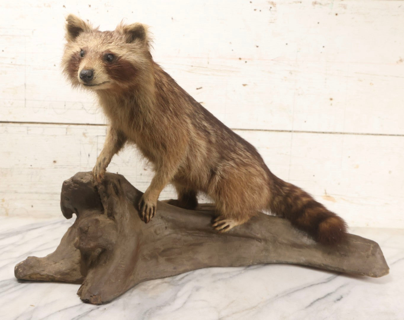Lot 008 - Vintage Taxidermy Raccoon Mounted On Painted Base In Alert Pose