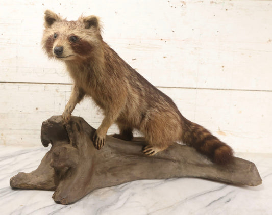 Lot 008 - Vintage Taxidermy Raccoon Mounted On Painted Base In Alert Pose