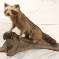 Lot 008 - Vintage Taxidermy Raccoon Mounted On Painted Base In Alert Pose