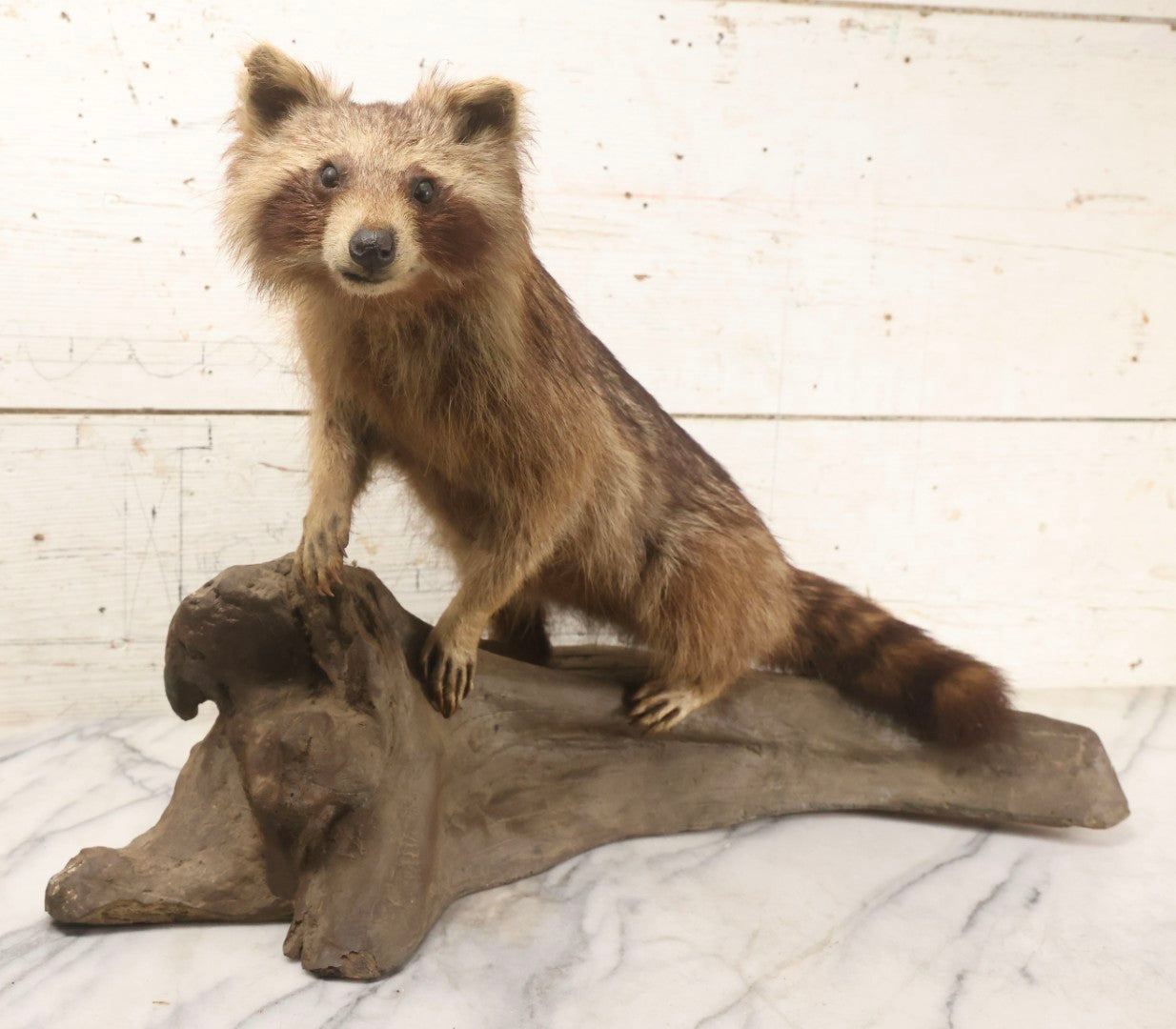 Lot 008 - Vintage Taxidermy Raccoon Mounted On Painted Base In Alert Pose