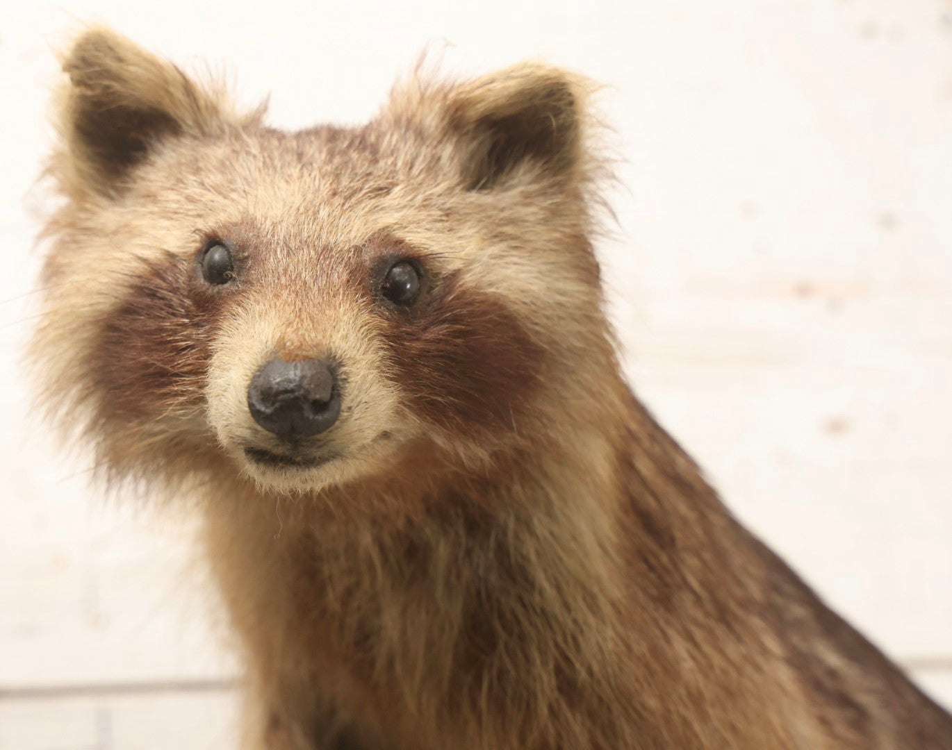 Lot 008 - Vintage Taxidermy Raccoon Mounted On Painted Base In Alert Pose