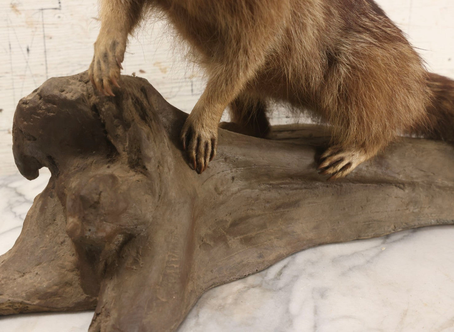 Lot 008 - Vintage Taxidermy Raccoon Mounted On Painted Base In Alert Pose