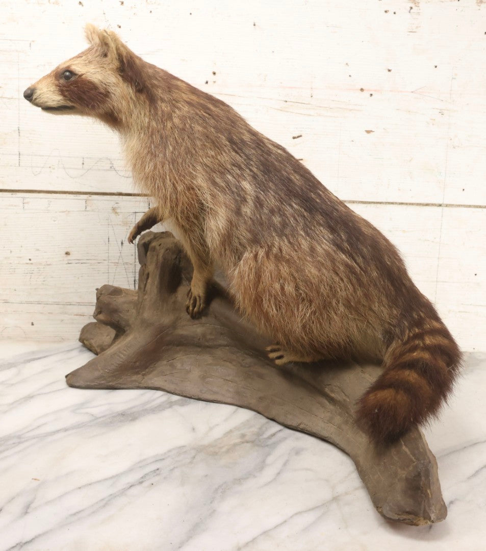 Lot 008 - Vintage Taxidermy Raccoon Mounted On Painted Base In Alert Pose