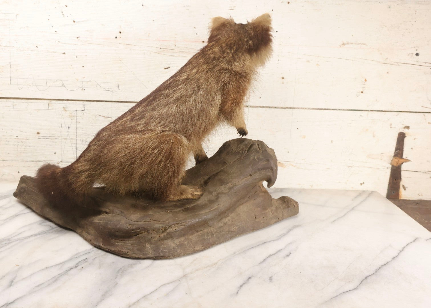 Lot 008 - Vintage Taxidermy Raccoon Mounted On Painted Base In Alert Pose