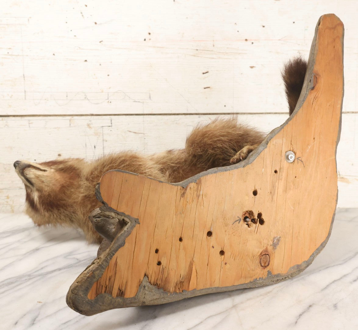 Lot 008 - Vintage Taxidermy Raccoon Mounted On Painted Base In Alert Pose