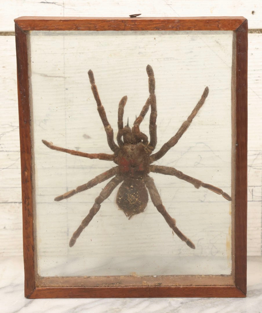 Lot 061 - Modern Double-Glass Shadow Box Display With Tarantula Specimen, 7-1/2" x 9-1/4"