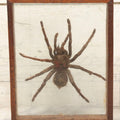 Lot 061 - Modern Double-Glass Shadow Box Display With Tarantula Specimen, 7-1/2" x 9-1/4"