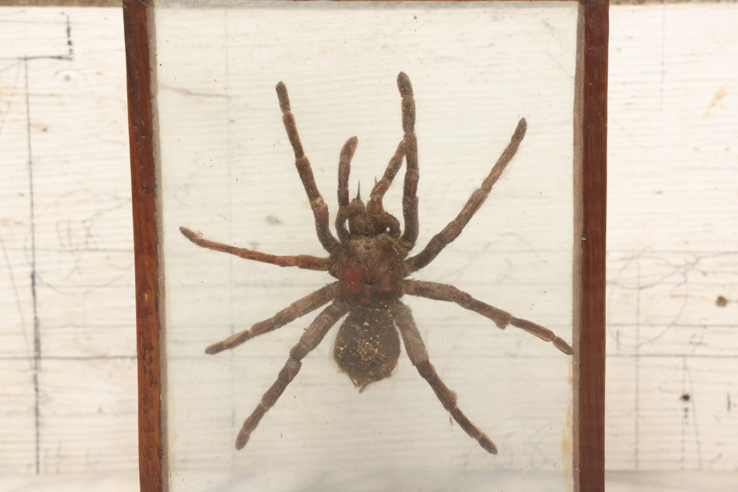 Lot 061 - Modern Double-Glass Shadow Box Display With Tarantula Specimen, 7-1/2" x 9-1/4"