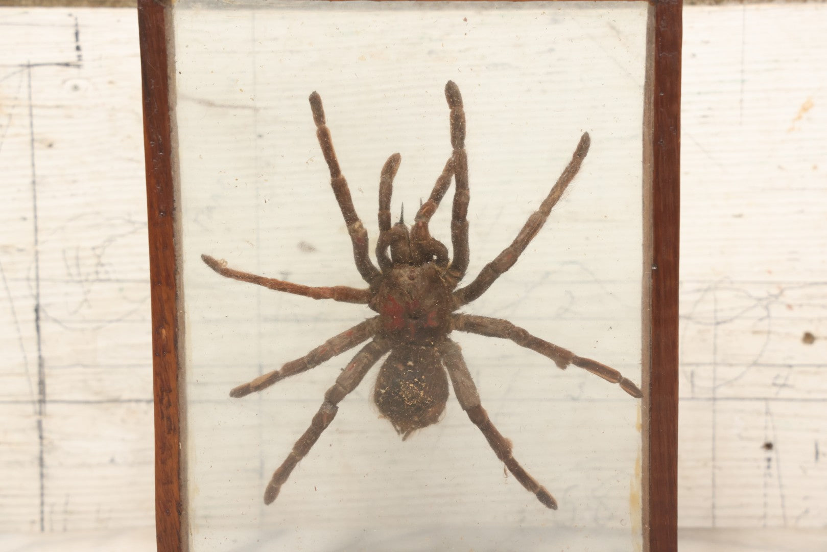 Lot 061 - Modern Double-Glass Shadow Box Display With Tarantula Specimen, 7-1/2" x 9-1/4"