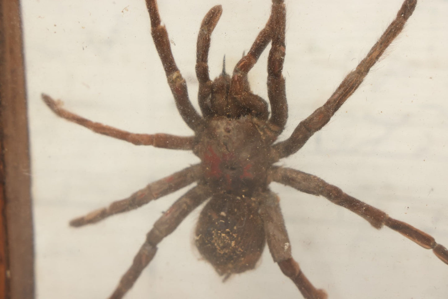 Lot 061 - Modern Double-Glass Shadow Box Display With Tarantula Specimen, 7-1/2" x 9-1/4"