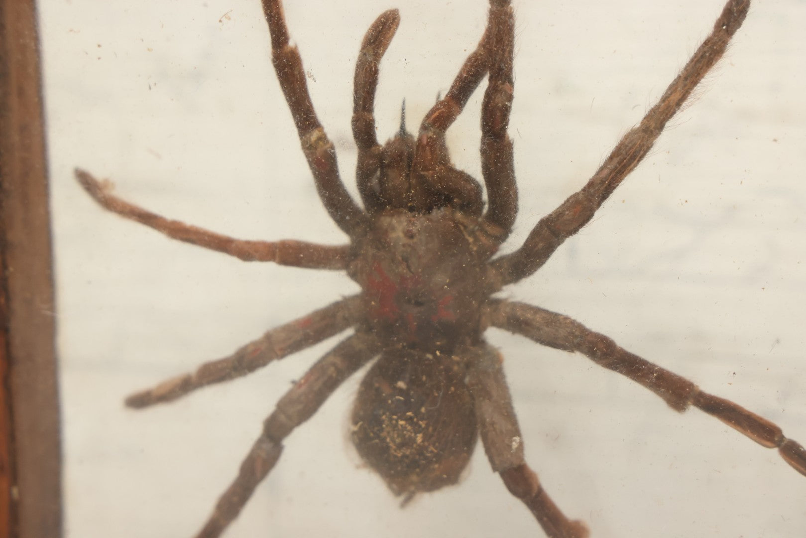 Lot 061 - Modern Double-Glass Shadow Box Display With Tarantula Specimen, 7-1/2" x 9-1/4"