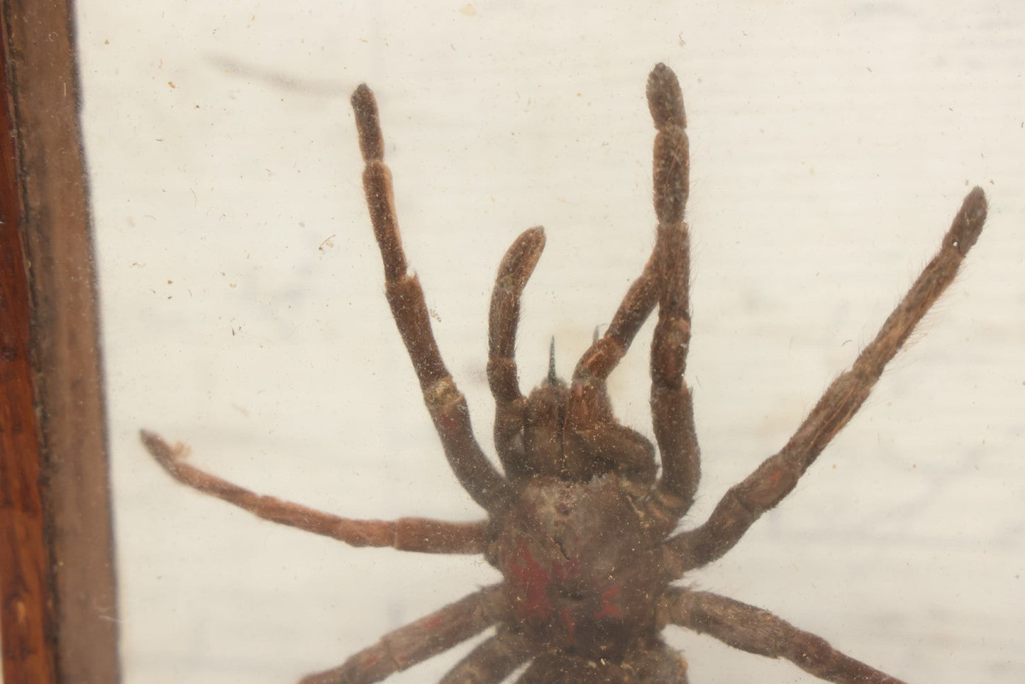 Lot 061 - Modern Double-Glass Shadow Box Display With Tarantula Specimen, 7-1/2" x 9-1/4"