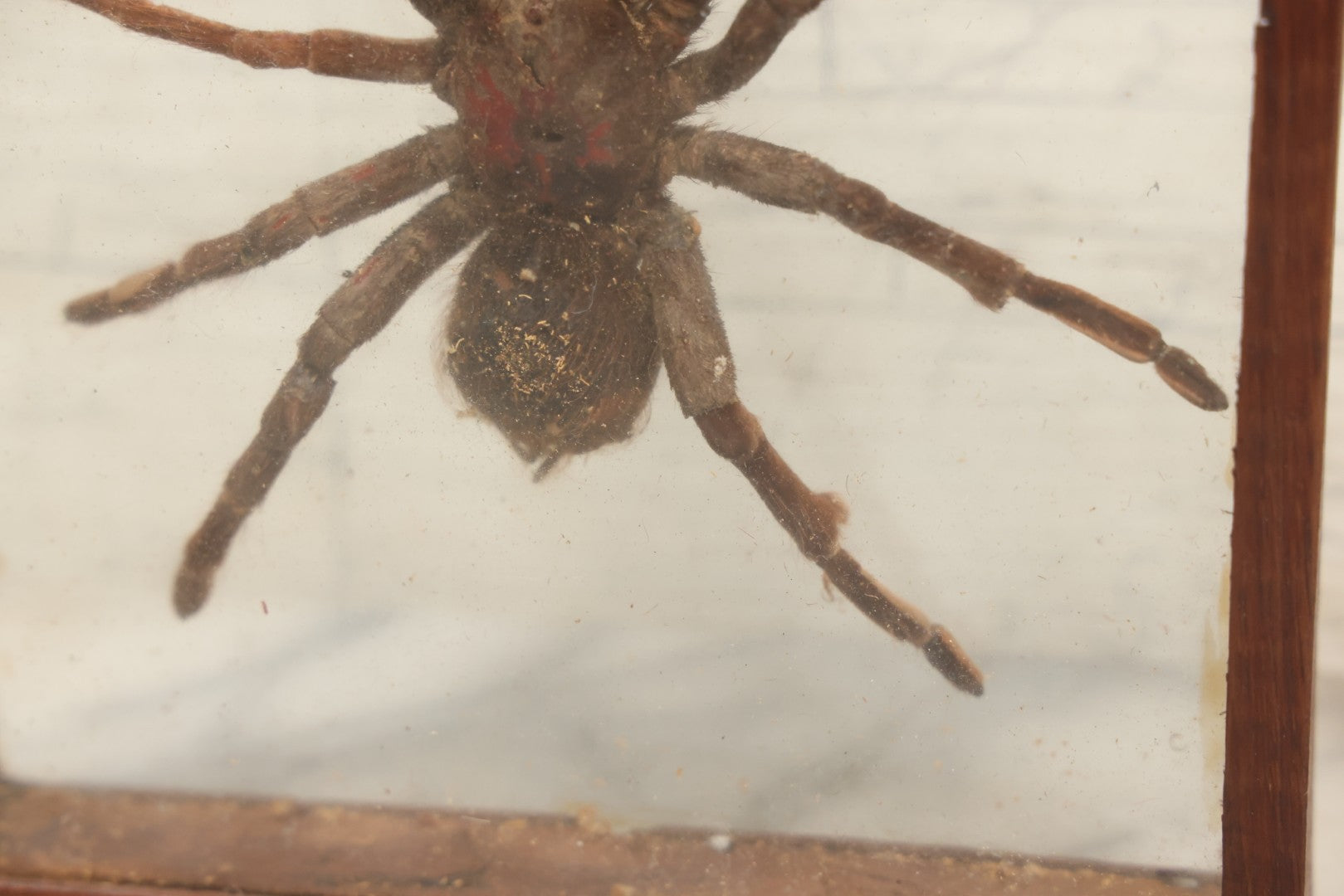 Lot 061 - Modern Double-Glass Shadow Box Display With Tarantula Specimen, 7-1/2" x 9-1/4"