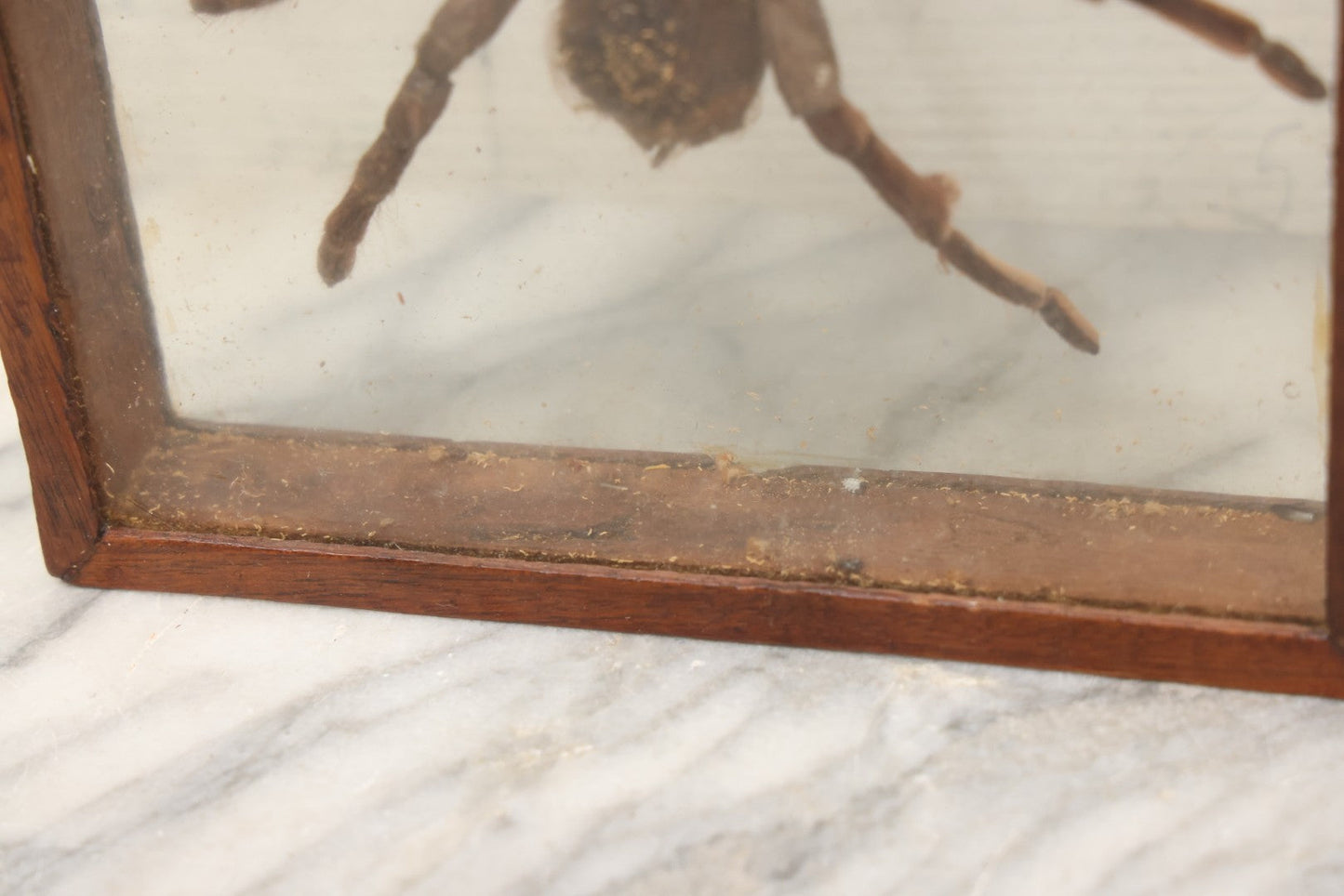 Lot 061 - Modern Double-Glass Shadow Box Display With Tarantula Specimen, 7-1/2" x 9-1/4"