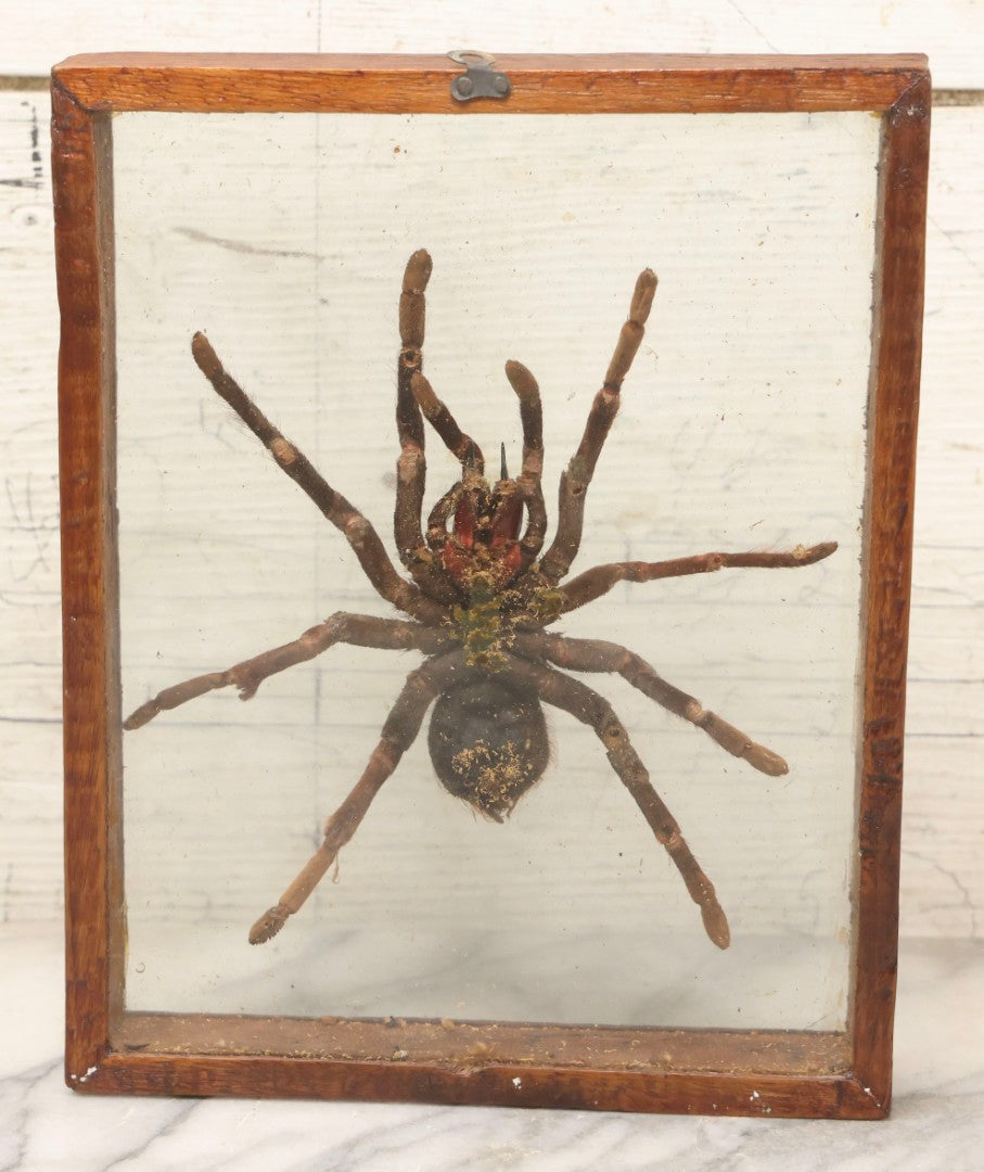 Lot 061 - Modern Double-Glass Shadow Box Display With Tarantula Specimen, 7-1/2" x 9-1/4"
