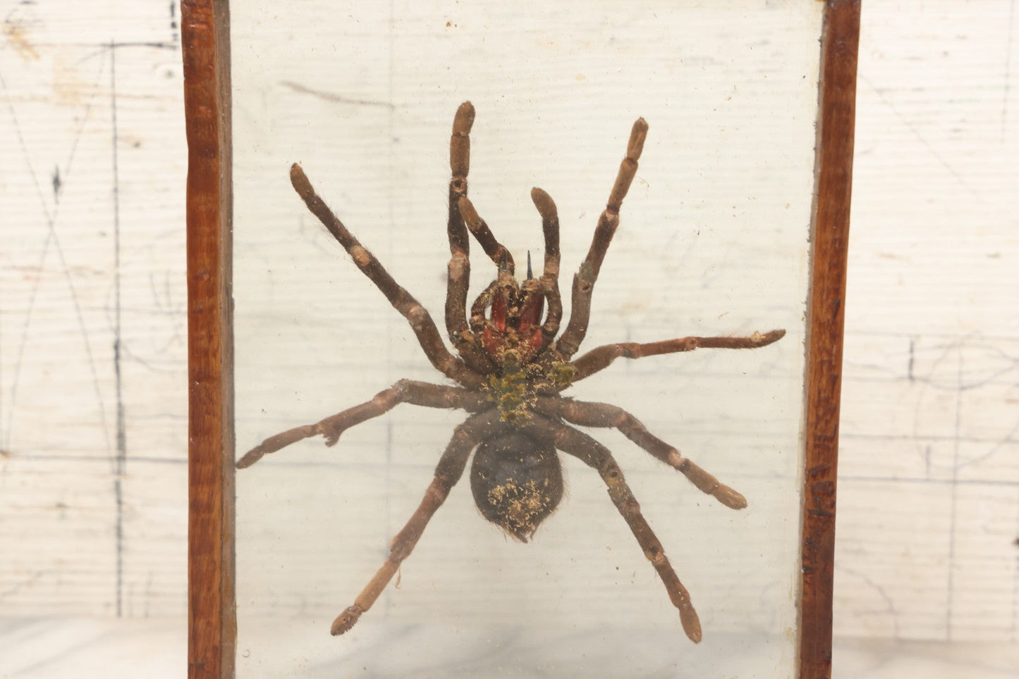 Lot 061 - Modern Double-Glass Shadow Box Display With Tarantula Specimen, 7-1/2" x 9-1/4"