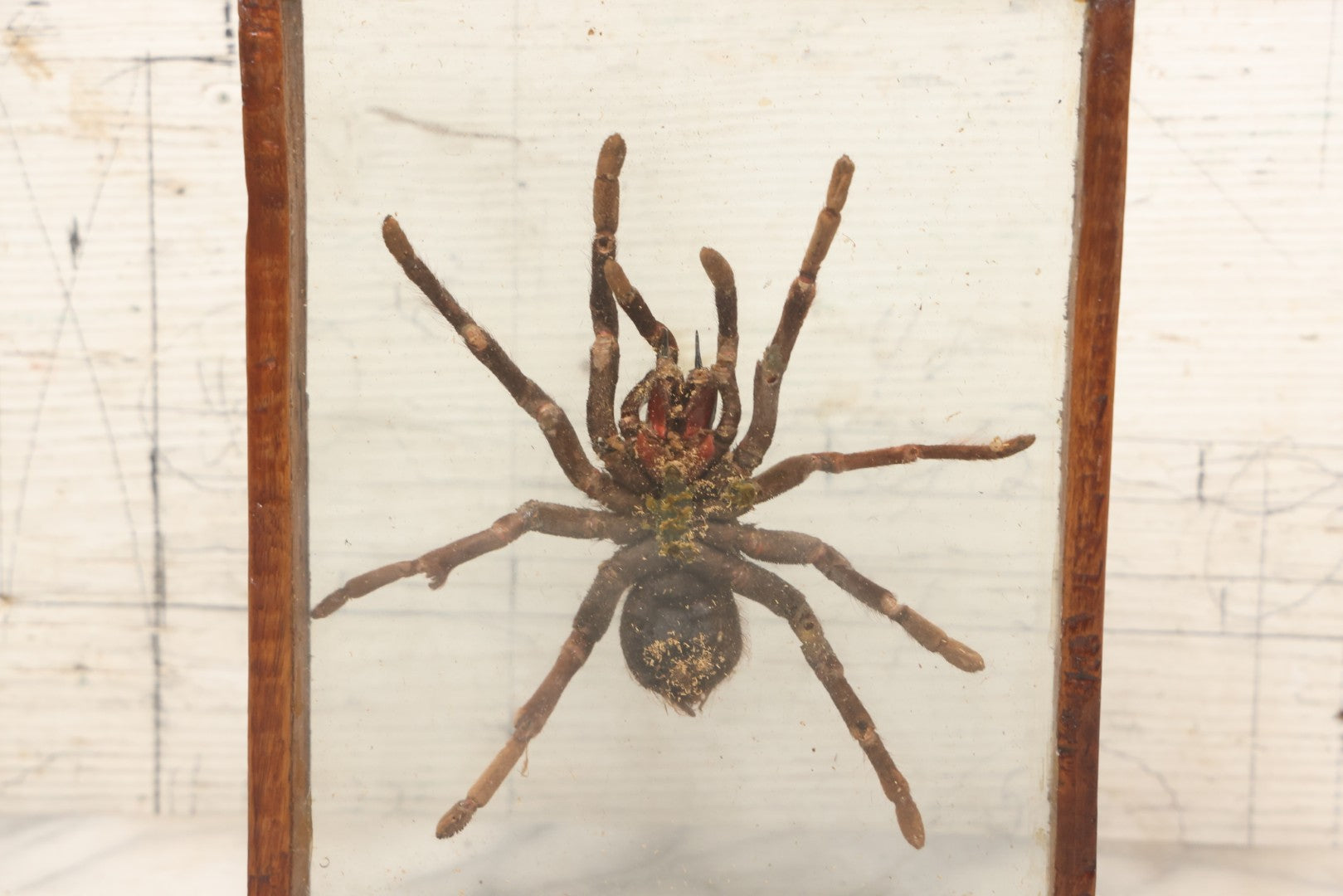 Lot 061 - Modern Double-Glass Shadow Box Display With Tarantula Specimen, 7-1/2" x 9-1/4"