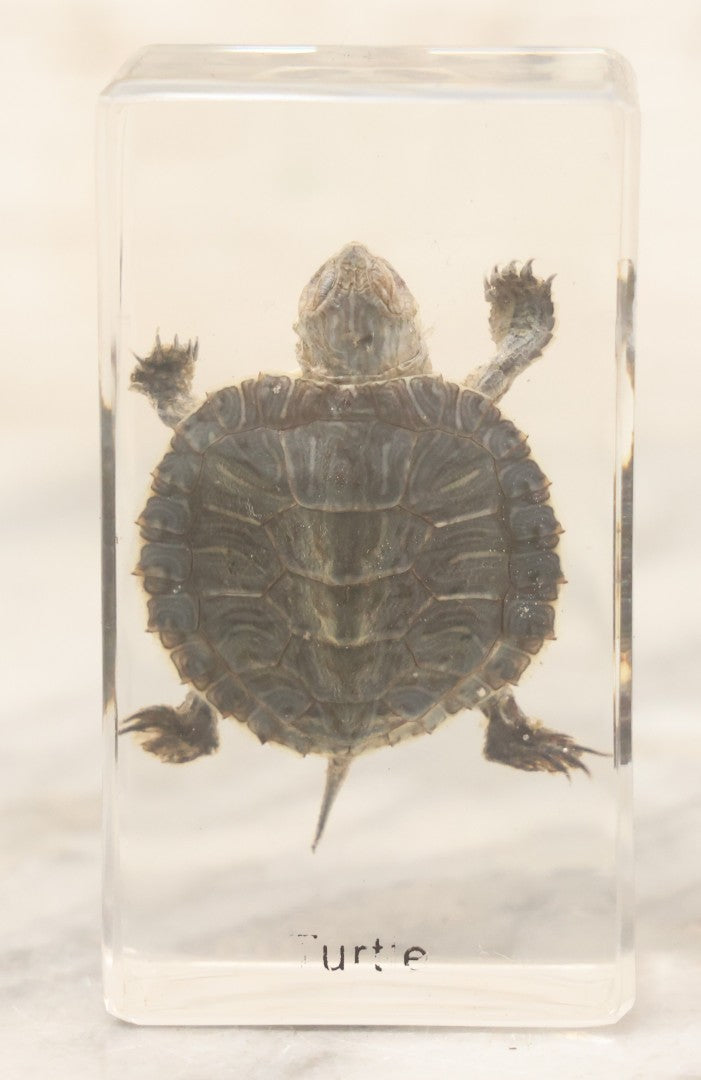 Lot 064 - Vintage Preserved Baby Turtle Specimen Encased In Clear Plastic Paperweight