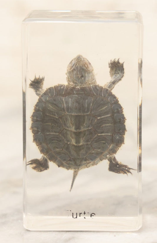 Lot 064 - Vintage Preserved Baby Turtle Specimen Encased In Clear Plastic Paperweight