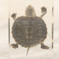 Lot 064 - Vintage Preserved Baby Turtle Specimen Encased In Clear Plastic Paperweight