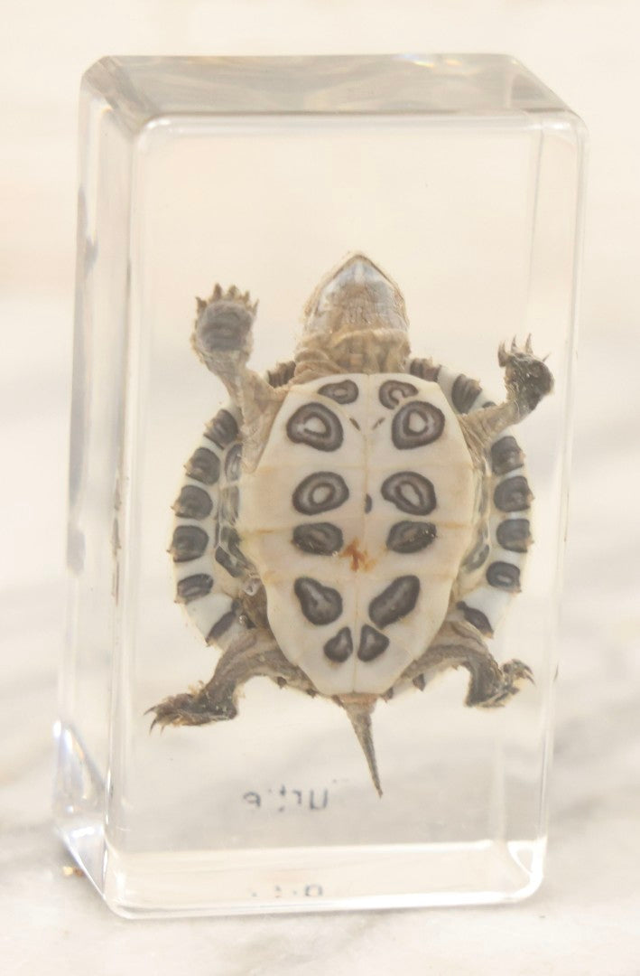 Lot 064 - Vintage Preserved Baby Turtle Specimen Encased In Clear Plastic Paperweight