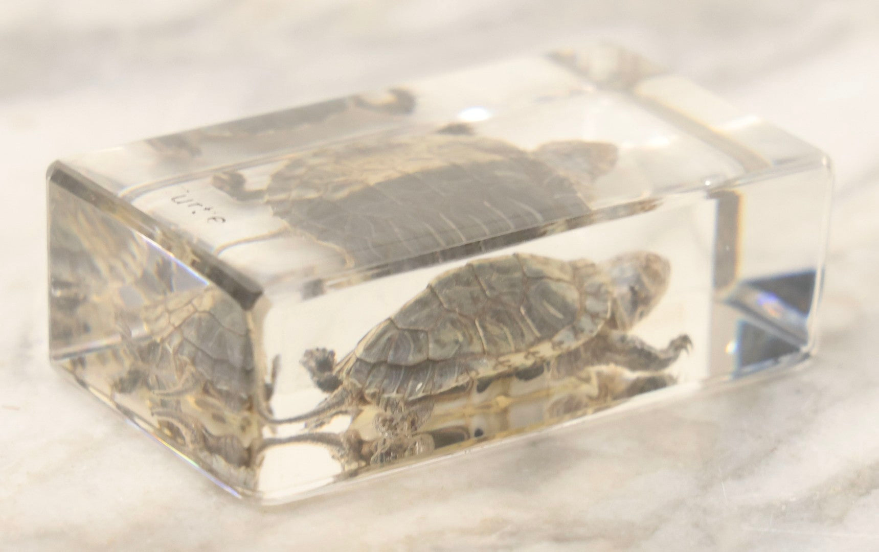 Lot 064 - Vintage Preserved Baby Turtle Specimen Encased In Clear Plastic Paperweight